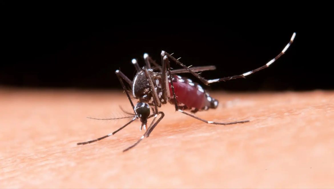 Ministerio de Salud confirma la primera muerte por dengue registrada en 2026