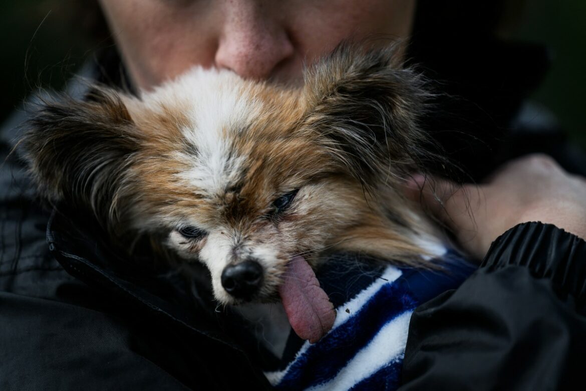 El perro considerado «el más viejo del mundo» muere a los 30 años