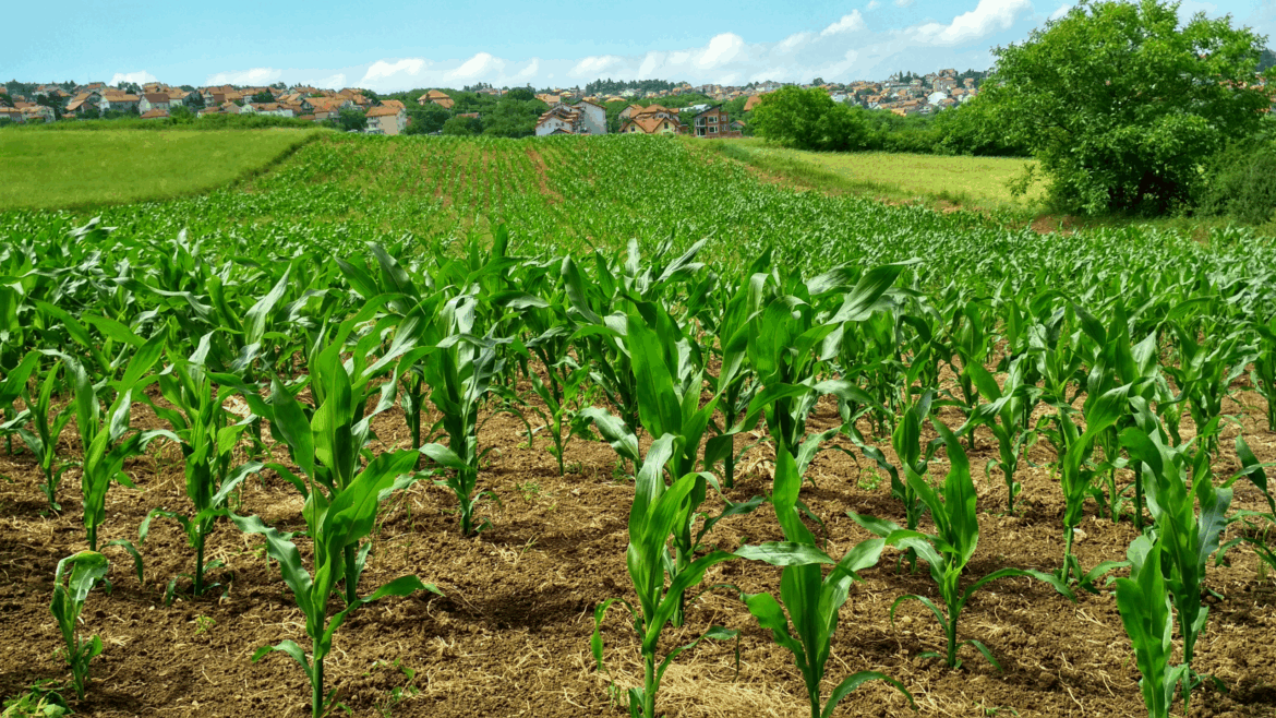 Agricultura impulsa las exportaciones en julio; crece 10.77%