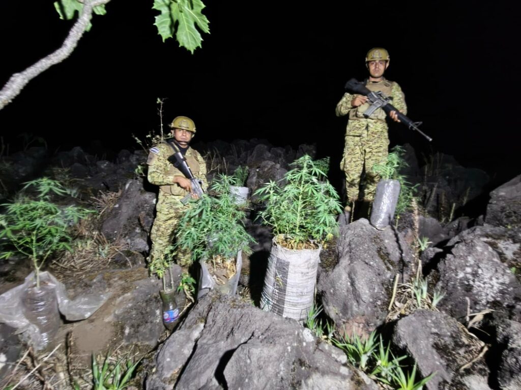 Militares localizan plantación ilegal de droga en cantón Las Marías, Izalco