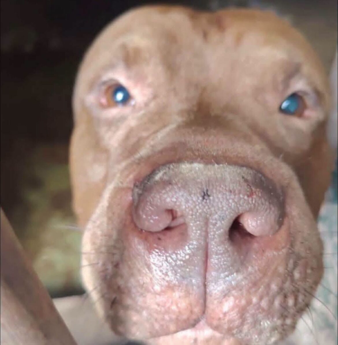 De señalado por una muerte a candidato a perro policía en Honduras