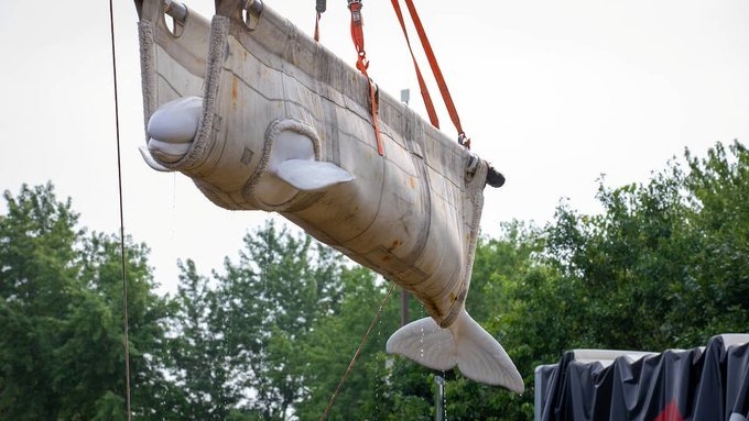 Mueren cuatro belugas y un delfín tras ser trasladados desde Canadá