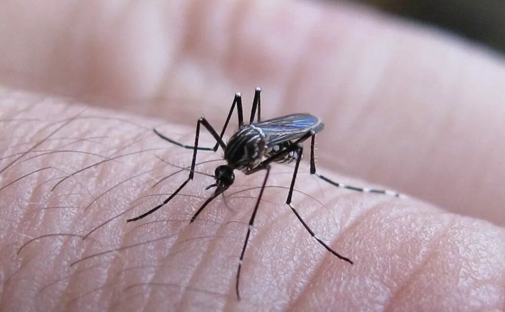 Estudio muestra que un medicamento cubano alivia las secuelas dolorosas del virus chikungunya