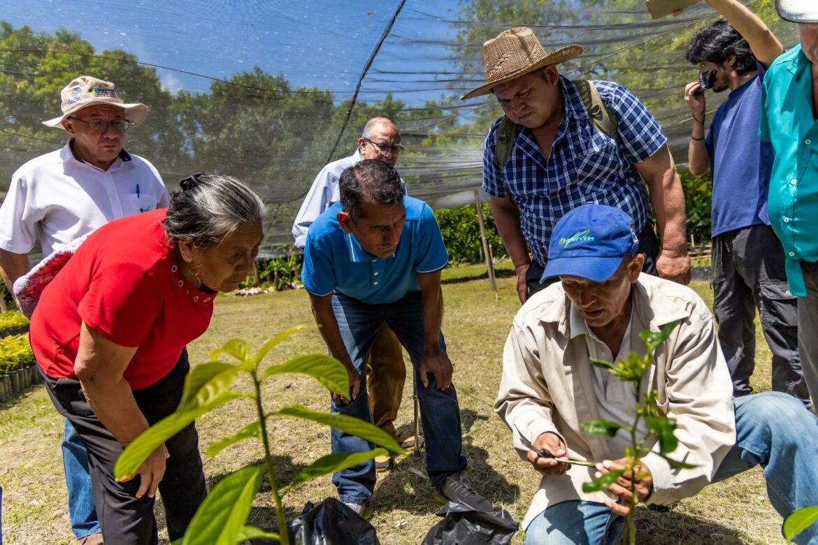 Asamblea amplía facultades del CENTA para apoyar al sector agropecuario