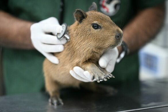 Ocho detenidos por apalear a un capibara en Rio de Janeiro