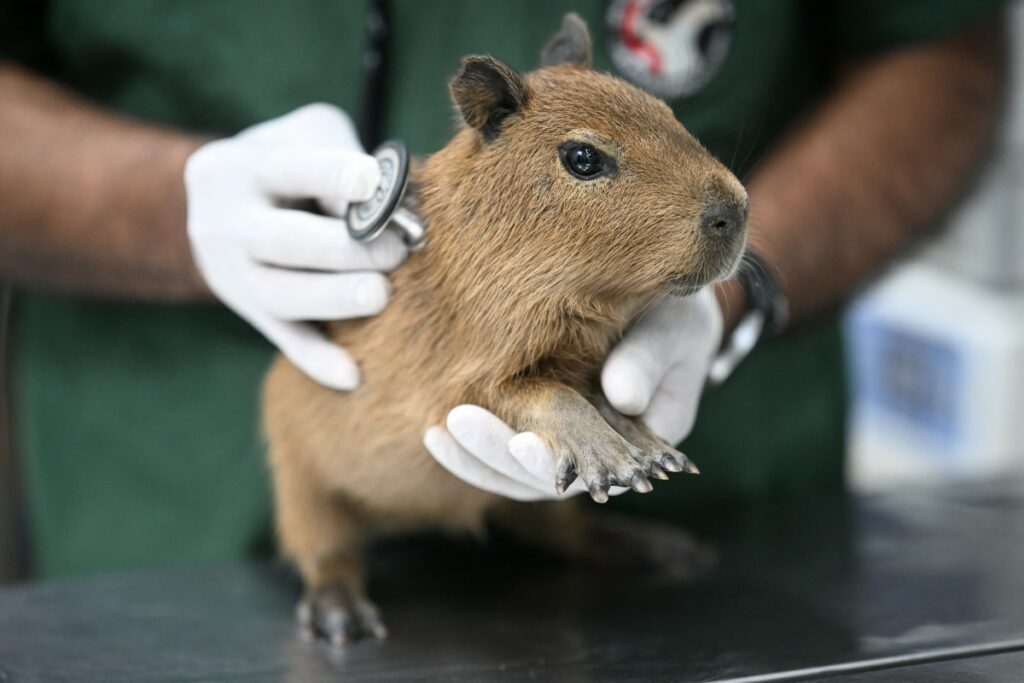 Ocho detenidos por apalear a un capibara en Rio de Janeiro