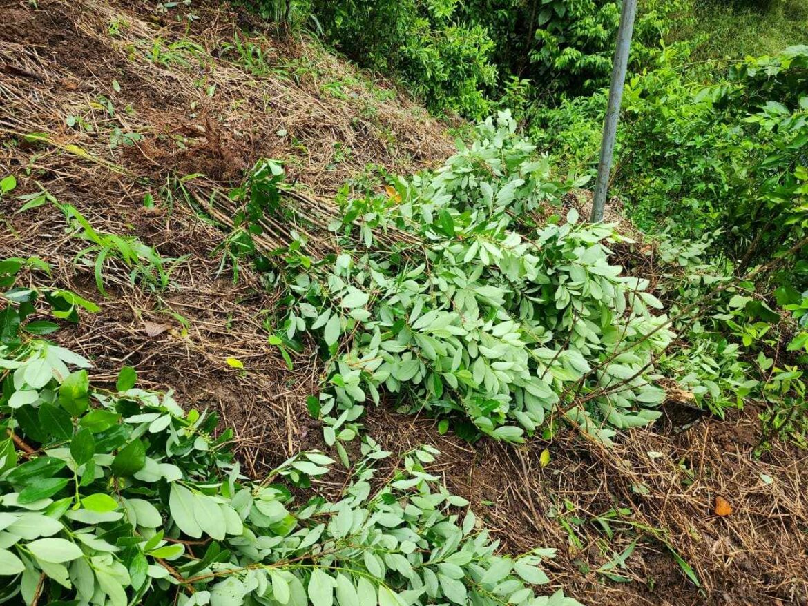 Honduras erradica 50 mil plantas de coca durante operativo antidrogas en Colón